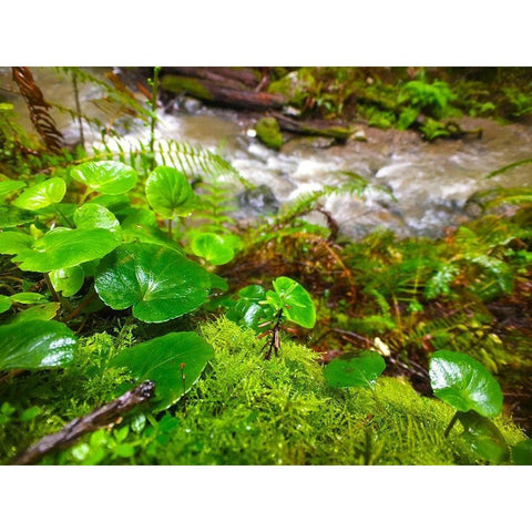 Smallest Redwood Black Modern Wood Framed Art Print with Double Matting by Grayscale