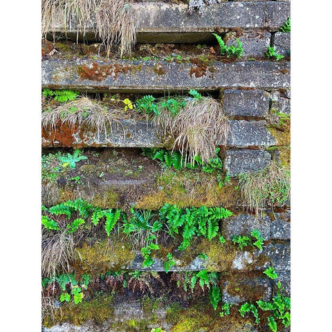 Wall Garden II Black Modern Wood Framed Art Print by Grayscale