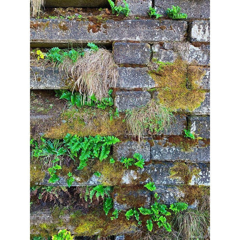 Wall Garden III White Modern Wood Framed Art Print by Grayscale