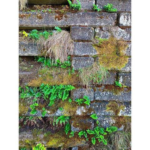 Wall Garden III Black Modern Wood Framed Art Print by Grayscale