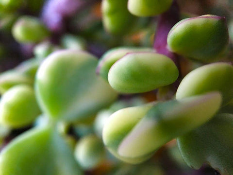 Elephant Food II White Modern Wood Framed Art Print with Double Matting by Grayscale