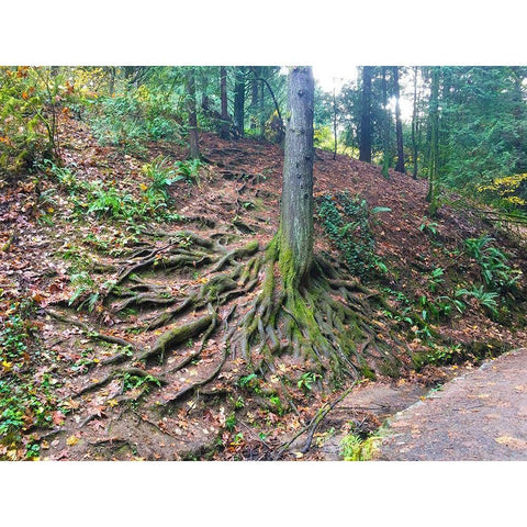 Root System I Black Modern Wood Framed Art Print by Grayscale