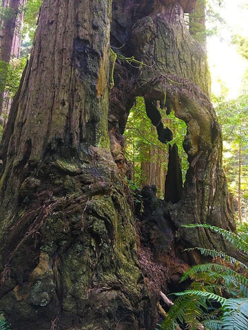 Redwood I Black Ornate Wood Framed Art Print with Double Matting by Grayscale