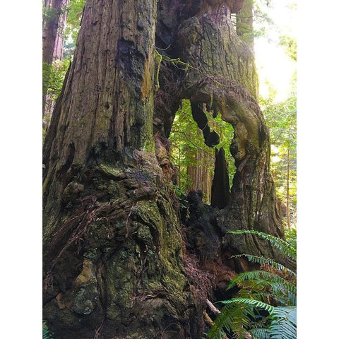 Redwood I Gold Ornate Wood Framed Art Print with Double Matting by Grayscale