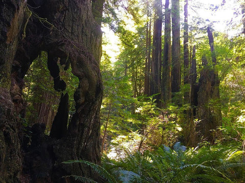 Redwood II Black Ornate Wood Framed Art Print with Double Matting by Grayscale