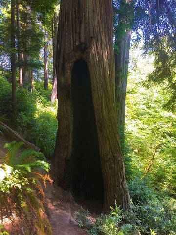 Redwood III White Modern Wood Framed Art Print with Double Matting by Grayscale