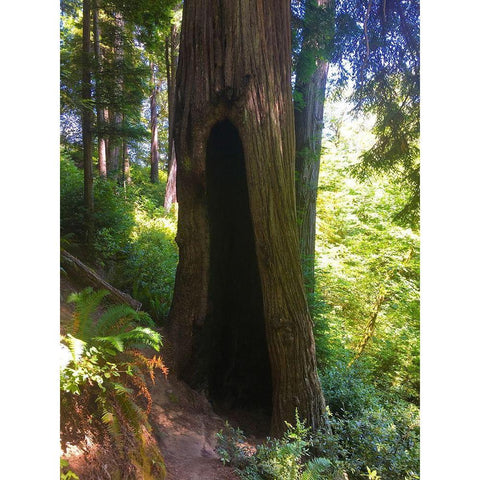 Redwood III Black Modern Wood Framed Art Print by Grayscale