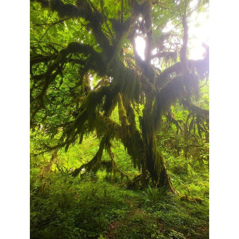 Rainforest I Black Modern Wood Framed Art Print by Grayscale