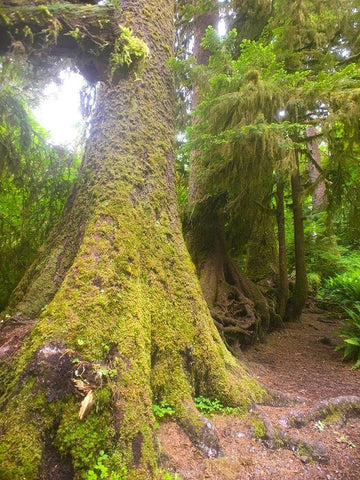 Rainforest II White Modern Wood Framed Art Print with Double Matting by Grayscale