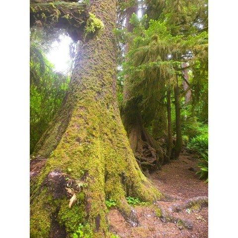 Rainforest II White Modern Wood Framed Art Print by Grayscale