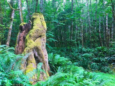 Rainforest III Black Ornate Wood Framed Art Print with Double Matting by Grayscale