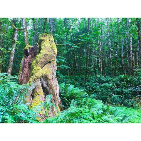 Rainforest III White Modern Wood Framed Art Print by Grayscale