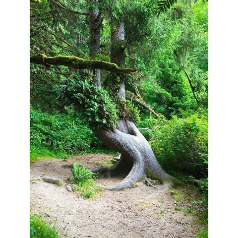 Rainforest IV Black Modern Wood Framed Art Print with Double Matting by Grayscale