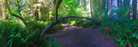 Arch Tree I White Modern Wood Framed Art Print with Double Matting by Grayscale