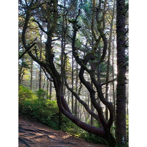 Hobbit Trail III Black Modern Wood Framed Art Print by Grayscale