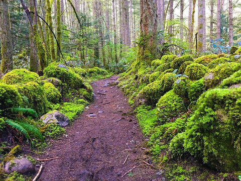 Forest Trail I White Modern Wood Framed Art Print with Double Matting by Grayscale