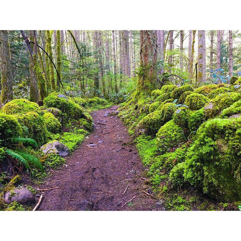 Forest Trail I Black Modern Wood Framed Art Print by Grayscale