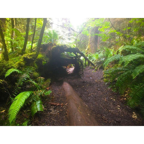 Forest Trail II Gold Ornate Wood Framed Art Print with Double Matting by Grayscale