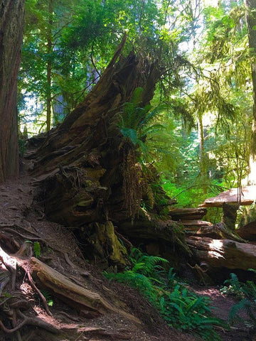 Forest Trail III Black Ornate Wood Framed Art Print with Double Matting by Grayscale