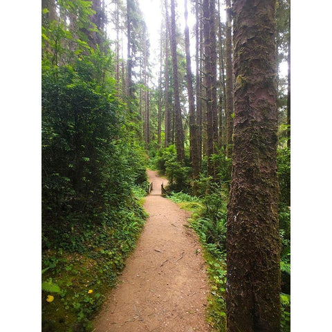 Forest Bridge II Black Modern Wood Framed Art Print with Double Matting by Grayscale