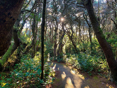 Hobbit Trail IV White Modern Wood Framed Art Print with Double Matting by Grayscale