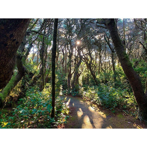 Hobbit Trail IV Black Modern Wood Framed Art Print by Grayscale