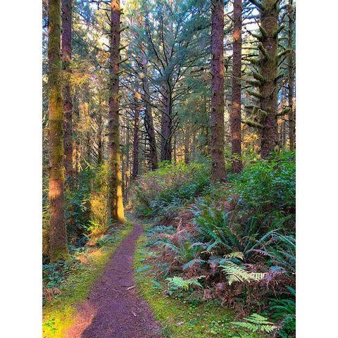 Forest Trail V Black Modern Wood Framed Art Print by Grayscale