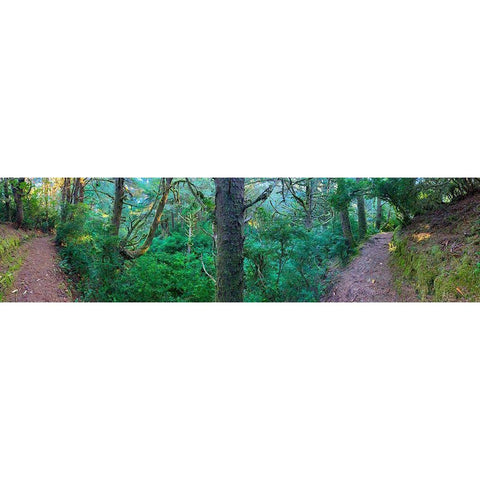 Forest Trail VI White Modern Wood Framed Art Print by Grayscale