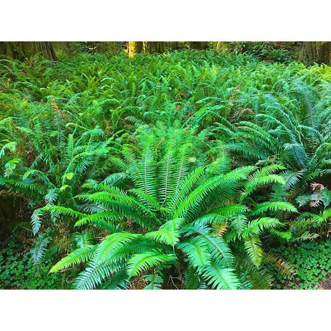 Forest Ferns I White Modern Wood Framed Art Print by Grayscale