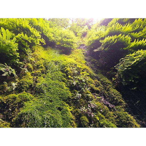 Fern Valley I Gold Ornate Wood Framed Art Print with Double Matting by Grayscale