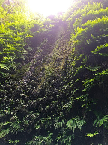 Fern Valley II White Modern Wood Framed Art Print with Double Matting by Grayscale