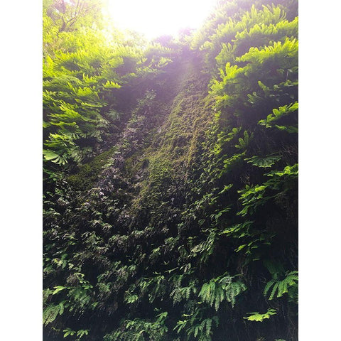 Fern Valley II White Modern Wood Framed Art Print by Grayscale