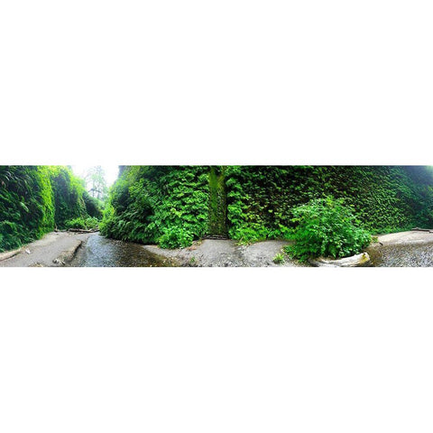 Fern Valley III Black Modern Wood Framed Art Print with Double Matting by Grayscale