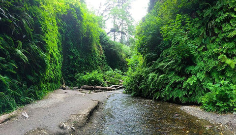 Fern Valley IV White Modern Wood Framed Art Print with Double Matting by Grayscale