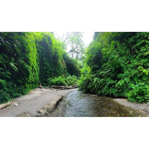 Fern Valley IV Gold Ornate Wood Framed Art Print with Double Matting by Grayscale