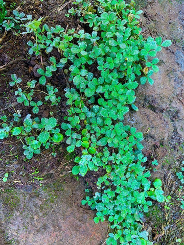 Ground Cover I Black Ornate Wood Framed Art Print with Double Matting by Grayscale
