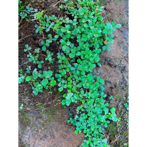 Ground Cover I Black Modern Wood Framed Art Print by Grayscale