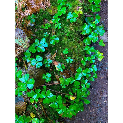 Ground Cover II White Modern Wood Framed Art Print by Grayscale