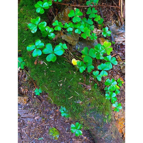 Ground Cover III White Modern Wood Framed Art Print by Grayscale