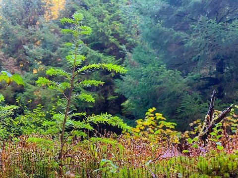 Smallest Redwood II Black Ornate Wood Framed Art Print with Double Matting by Grayscale