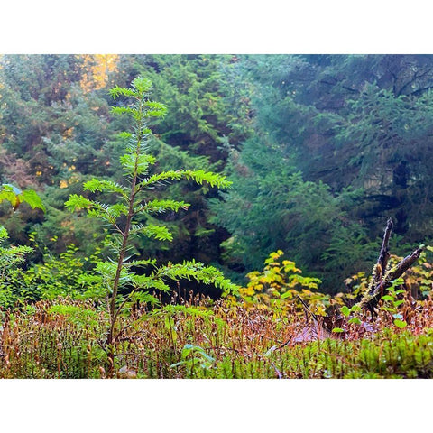 Smallest Redwood II White Modern Wood Framed Art Print by Grayscale