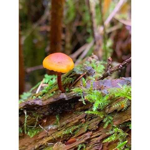 Tiny Mushroom I Black Modern Wood Framed Art Print by Grayscale