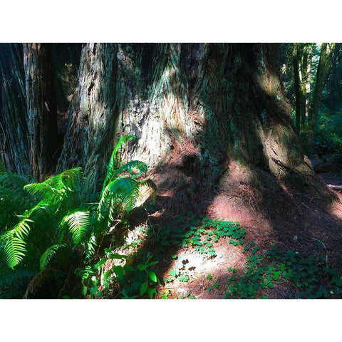 Redwood IV Gold Ornate Wood Framed Art Print with Double Matting by Grayscale