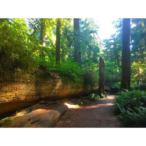 Redwood V White Modern Wood Framed Art Print by Grayscale