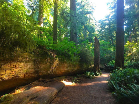 Redwood V Black Ornate Wood Framed Art Print with Double Matting by Grayscale