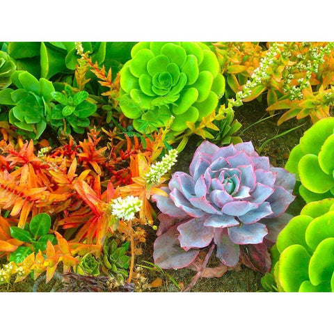 Succulent Garden I White Modern Wood Framed Art Print by Grayscale