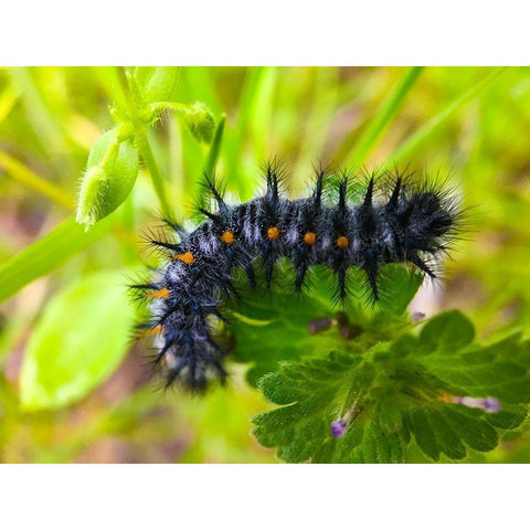 Caterpillar I Black Modern Wood Framed Art Print by Grayscale