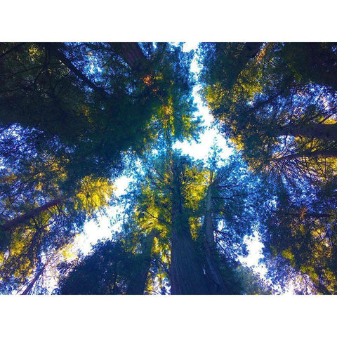 Tree Canopy I White Modern Wood Framed Art Print by Grayscale