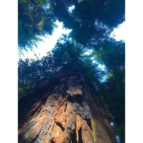 Tree Canopy IV Gold Ornate Wood Framed Art Print with Double Matting by Grayscale