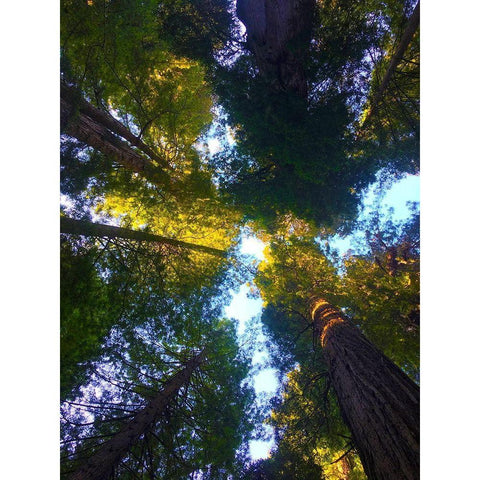 Tree Canopy VIII Black Modern Wood Framed Art Print with Double Matting by Grayscale